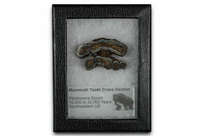 Mammoth Molar Slice With Case - South Carolina #349996